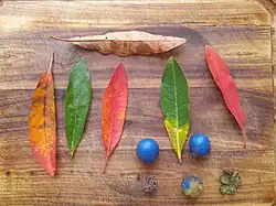 Leaves, fruit and seed