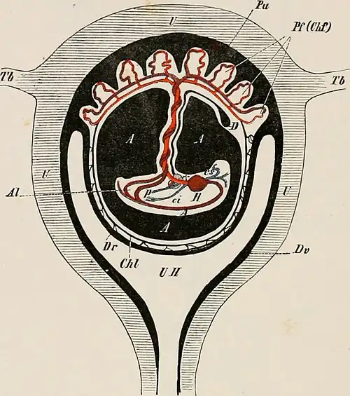 Hemotrophic viviparity: a mammal embryo (centre) attached by its umbilical cord to a placenta (top) which provides food