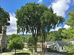 The last American elm tree in downtown Adams is located at the former St. Mark's Episcopal Church on Commercial Street. The church was built in 1881.[28]