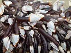 Anew Lepas anatifera (Lepadiformes)