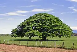 Enterolobium cyclocarpum, Costa Rica