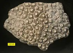 Entobia from the Prairie Bluff Chalk Formation (Upper Cretaceous). Preserved as a cast of the excavations.