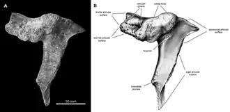 Photograph on a black background (left) and annotated line drawing (right) of the same skull bone