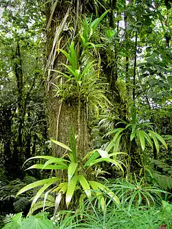 Epiphytes (bromeliads, climbing palms) in the rainforest of Dominica.