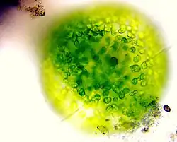 Eremosphaera, found in freshwater plankton