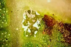 Eriophyoid inside domatium of Cinnamomum camphora