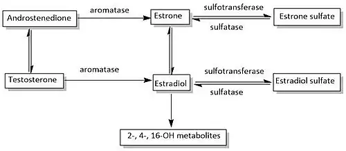 Estrogen biosynthetic pathway.