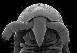 head of Eumillipes persephone