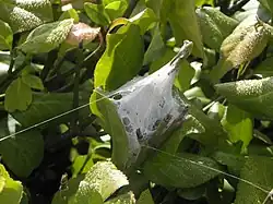 The protective communal silken tent. Created in the fall, the larvae over-winter inside, emerging in spring.