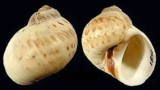 Euspira nitida