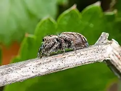 Lateral view of a spider on a branch