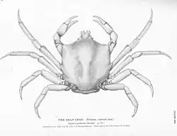 Female northern kelp crab with broadened carapace.