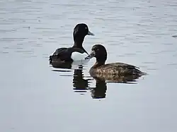 Tufted ducks