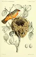 Adult, egg and nest