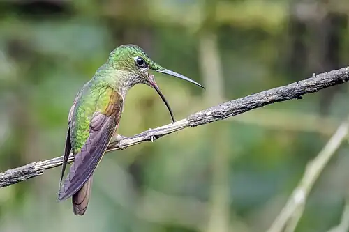 H. r. aequatorialis Nanegalito, Ecuador