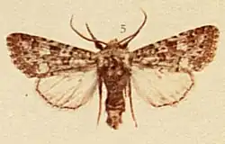 Polymixis lichenea specimine