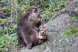Female Tibetan macaque nursing infant.