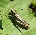 Field grasshopper, Chorthippus brunneus, in ramp meadow