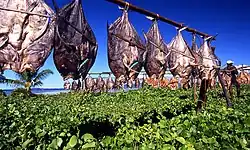 Flattened fish being dried in the sun
