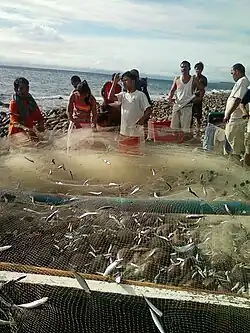 Small fish enmeshed in a net being taken off an outrigger boat