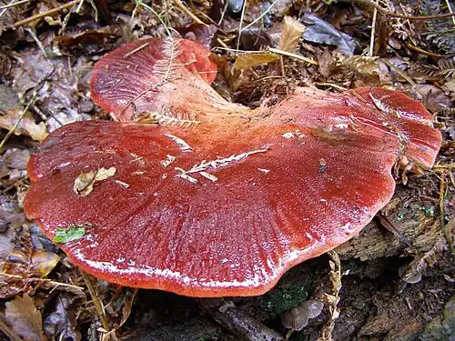 Fistulina hepatica