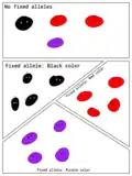 Image illustrating the concept of fixed alleles through comparing different populations of an imagined species.
