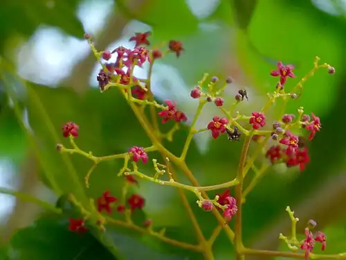 Flowers of F. pimenteliana
