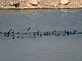 Flock of Cormorants at Kaushalya Dam