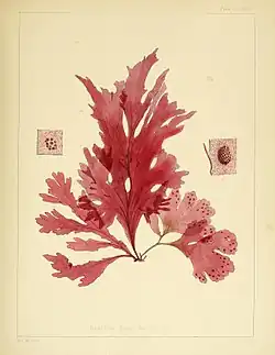 The red alga Nitophyllum smithi