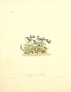 Campanula pulla