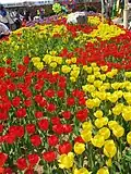 Flower street- Goyang International Flower Festival