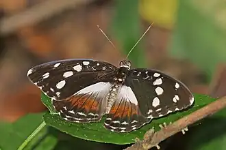 female A. g. galene Bobiri Forest, Ghana