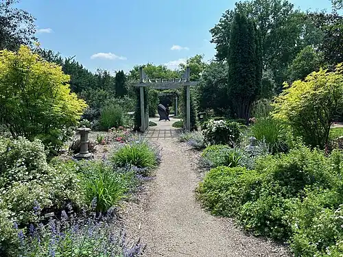 A view of the middle path in the Heritage Rose Garden, showing flowers in bloom, a statue, and a pergola over the pathway