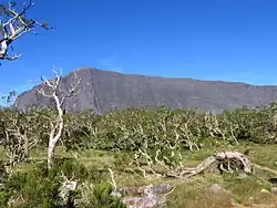 Acacia heterophylla's forest