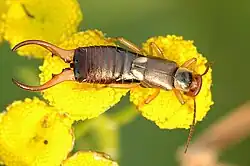 A photo of an insect on top of a yellow flower