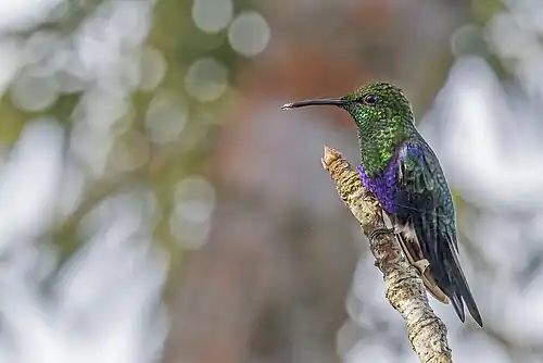 male T. f. viridipectus, Ecuador