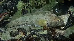 Large Forsterygion capito with muted colouration in rock pool at Kaikoura.