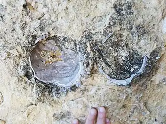 Horizontal section of articulated C. deformis (Fort Hays ls.)