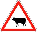Cattle