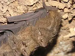 Brown bats