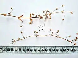 Fruits and seeds of Lysimachia arvensis