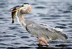 A Great Blue Heron with tall legs immersed partially in the water, standing with its prey in beak.