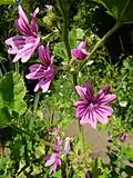 Mallow, Malva sylvestris, by ramp meadow