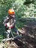 Winching a lodged Birch tree trunk down to ground