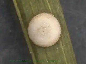 Egg