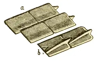Ganoid scales on a carboniferous fish Amblypterus striatus