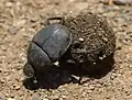 Garreta unicolor rolling a ball of rhinoceros dung in Ithala Game Reserve