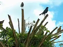 A gathering of Grackles at Winding Waters Nature Area, Florida