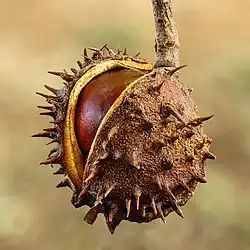 Image 44Cracked thorny skin of a Aesculus tree seed (from Tree)
