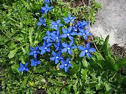 Gentiana verna, the spring gentian, flourishes in dry limestone habitats.[23]